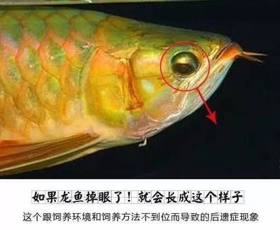 防止龙鱼掉眼的小方法：如何防止龙鱼掉眼？