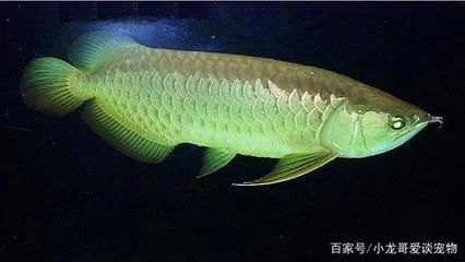 龙鱼的外形特征介绍：龙鱼是一种古老的原始淡水鱼类，是一种古老的原始淡水鱼类
