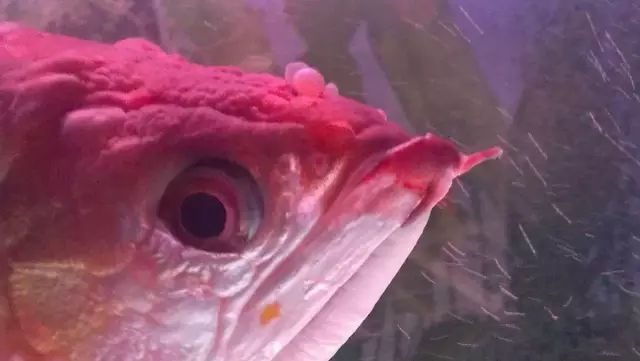 龙鱼吃食物为什么要吐泡沫：龙鱼吃食物后为什么要吐泡沫？ 龙鱼百科 第3张