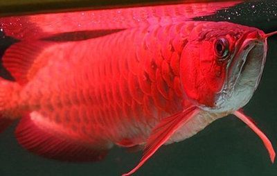 红龙鱼满腮：红龙鱼的“满腮”是指其腮盖部位的全面发色和未来饲养潜力 龙鱼百科 第2张