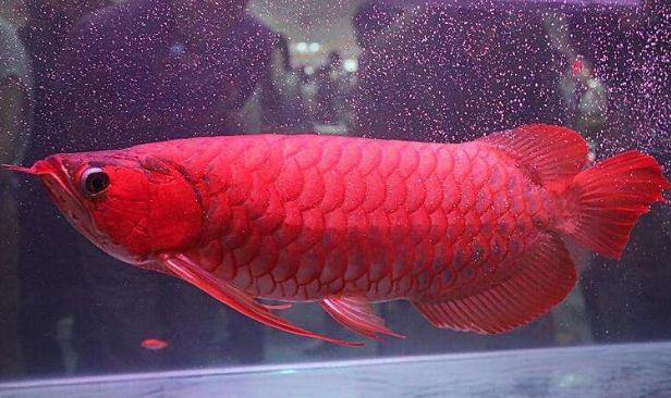 红龙鱼满腮：红龙鱼的“满腮”是指其腮盖部位的全面发色和未来饲养潜力 龙鱼百科 第3张