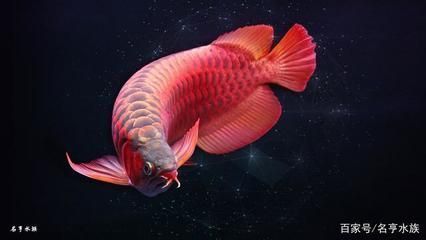 红龙鱼高清手机壁纸：如何找到红龙鱼的高清手机壁纸