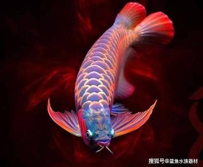 高清龙鱼：摄图网和红动中国素材网提供了大量的龙鱼图片