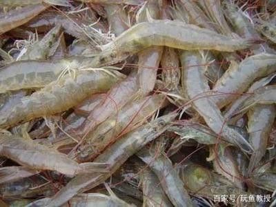 龙鱼可以喂带壳的虾吗：关于龙鱼能否喂食带壳的虾