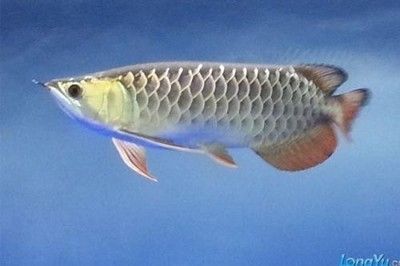 金色的金龙鱼好不好：金色的金龙鱼在饲养难度和养护方法上与其他品种的金龙鱼有关