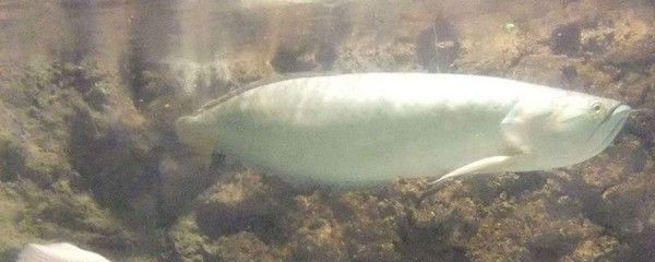 40厘米银龙鱼喂食量多少合适：40厘米的银龙鱼喂食量需要根据其体重和活动量来决定