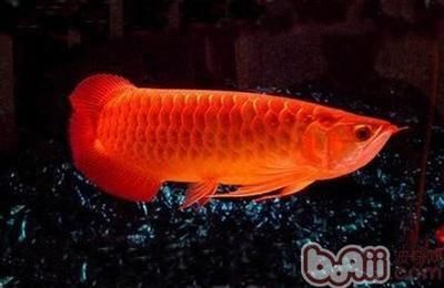 红金龙鱼价格258万元：红金龙鱼价格258万元是指特定品种的红金龙鱼