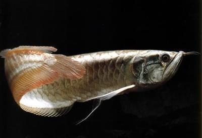 龙鱼缩尾鳍：龙鱼缩尾鳍可能是由于多种原因引起的