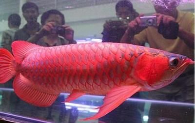 红龙鱼在哪里买便宜的好一点：新加坡红龙鱼红龙鱼作为一种名贵的哔哩哔哩