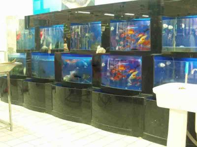 广州龙鱼展会在哪里举行：2023广州国际渔业博览会