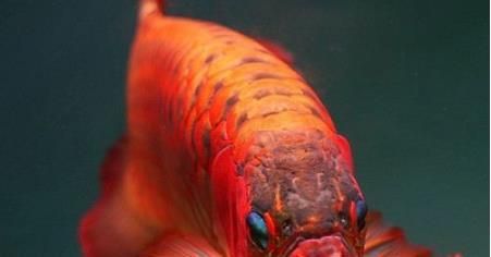 红龙鱼有什么用途和功效视频：红龙鱼的主要功效和作用 龙鱼百科 第1张