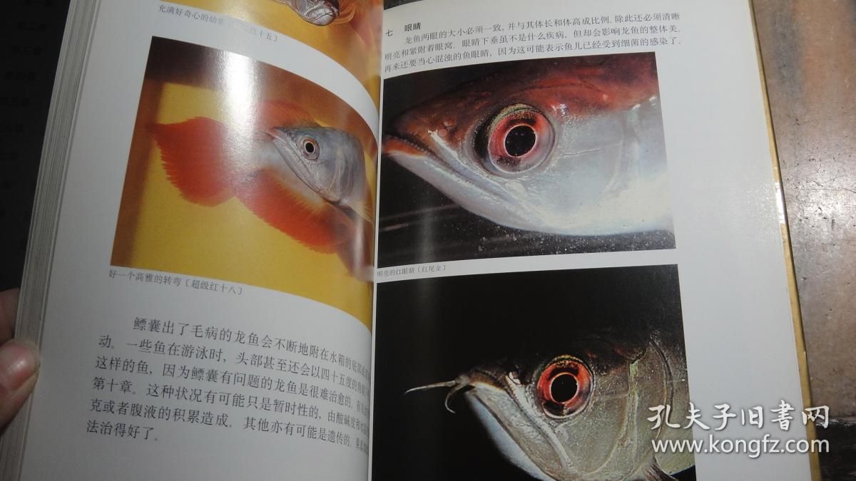 龙鱼的眼睛有层膜怎么办：龙鱼眼睛有白膜怎么办