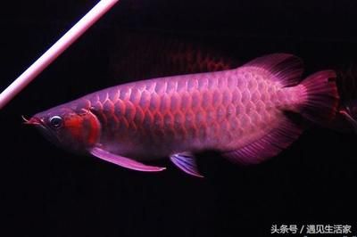 红龙鱼的特点和特征介绍：红龙鱼的饲养