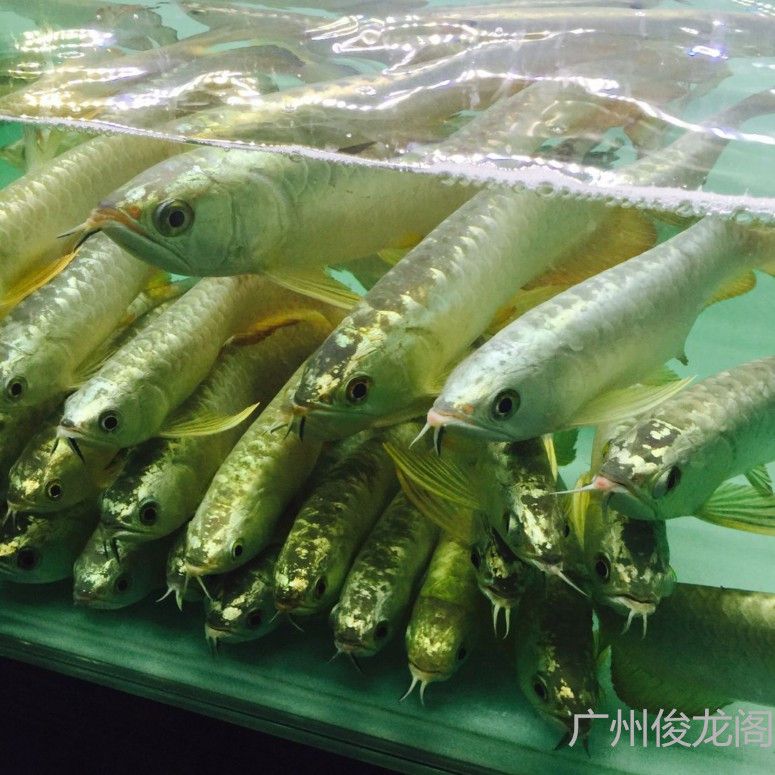 广州金龙鱼批发市场在哪里有卖海鲜的：广州金龙鱼批发市场入口 龙鱼百科 第1张