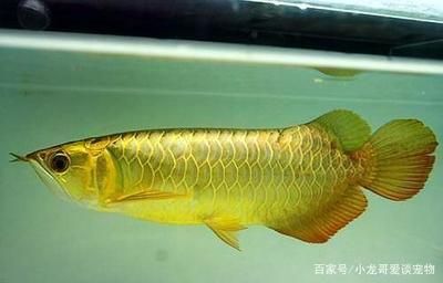 金龙鱼颜色浅吗：金龙鱼和银龙鱼的颜色变化金龙鱼的颜色变化