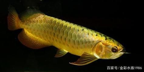 金色的龙鱼长什么样：金色的龙鱼长什么样子