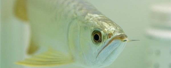 金龙鱼眼睛上有白点用什么药好：金龙鱼眼睛上有白点是怎么回事