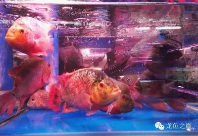 广州龙鱼比赛最后拍出价格了吗：广州龙鱼比赛冠军卖出108万天价，鱼主：没有卖