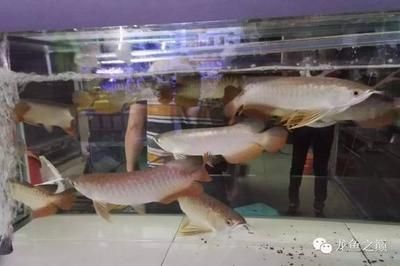 广州龙鱼商家排名前十位：广州番禺龙鱼观赏鱼店 龙鱼百科 第2张