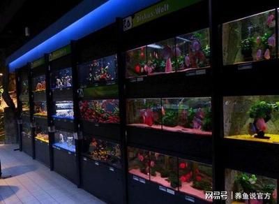 广州龙鱼商家排名前十位：广州番禺龙鱼观赏鱼店 龙鱼百科 第3张