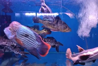 金龙鱼黑龙鱼：益海嘉里金龙鱼和黑龙鱼的区别金龙鱼和黑龙鱼的区别 龙鱼百科 第1张