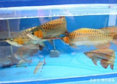 金苔鼠能和龙鱼混养吗：关于金苔鼠和龙鱼混养的问题