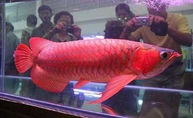 红龙鱼一年能长多大的鱼卵啊：红龙鱼一年能长多大