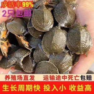 广州龙鱼养殖场排名榜：广州龙鱼养殖场哪家好 龙鱼百科 第3张