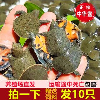 广州龙鱼养殖场排名榜：广州龙鱼养殖场哪家好 龙鱼百科 第2张