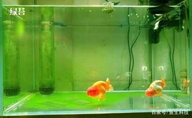 红龙鱼怎么繁殖：印度尼西亚幼年红龙鱼怎么繁殖后代「上海巷美农业