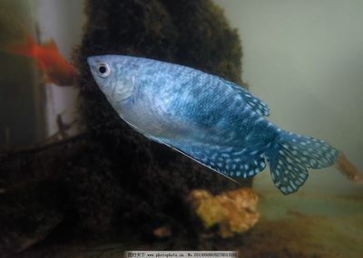 蓝色的龙鱼观赏鱼叫什么名字啊：蓝色的龙鱼习性