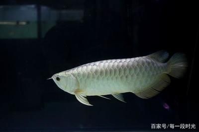 龙鱼的饲养温度是多少：北京南泽龙鱼饲养温度龙鱼养殖水温多少合适