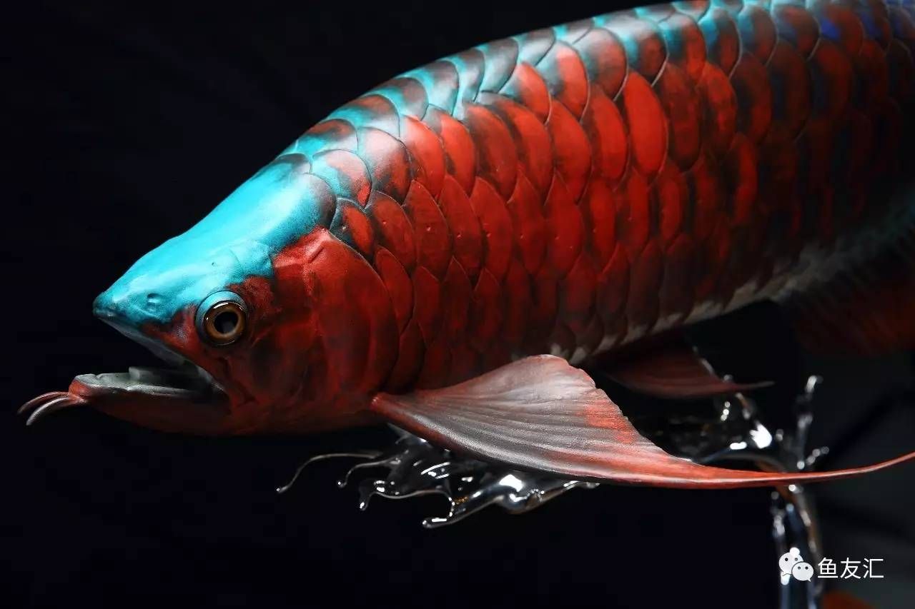 好看的龙鱼：奈格罗流域最漂亮的龙鱼品种，血红龙是最漂亮的龙鱼 龙鱼百科 第3张