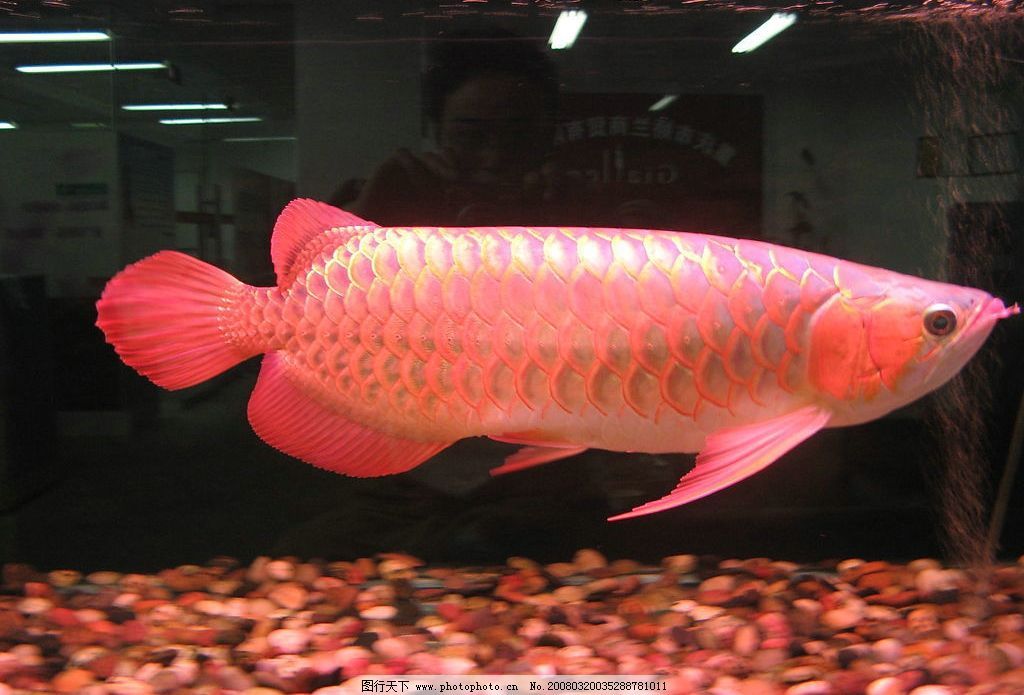 好看的龙鱼：奈格罗流域最漂亮的龙鱼品种，血红龙是最漂亮的龙鱼 龙鱼百科 第2张