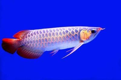 福龙鱼有哪几种：30篇福龙鱼的种类福龙鱼的种类和品种福龙鱼的品种