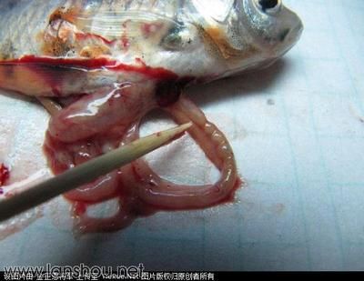 龙鱼麻醉运输到了翻肚皮：龙鱼在运输过程中出现翻肚皮的情况可能是以下原因引起的