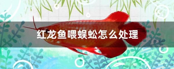 红龙鱼喂食注意事项视频：红龙鱼喂养技巧
