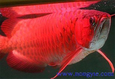 龙鱼鳞片发红：关于龙鱼鳞片发红的一些原因和处理方法