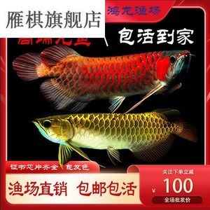 红龙鱼在哪里买便宜的鱼苗：红龙鱼苗购买途径