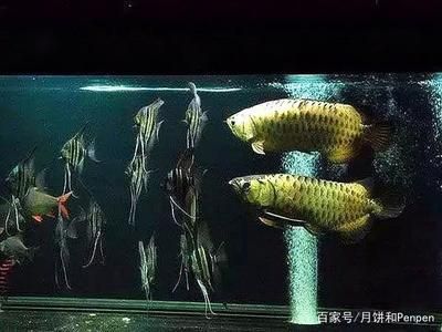 广州龙鱼批发市场哪家最大：广州最大的龙鱼批发市场在哪里？