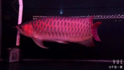 红龙鱼的视频换一个：关于红龙鱼的一些视频 龙鱼百科 第3张