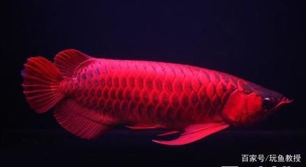 龙鱼马来西亚红龙：马来西亚红龙鱼的身体呈圆筒形，体长在50厘米之间