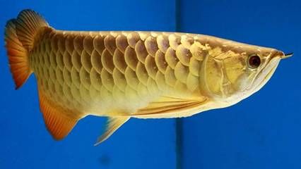 金龙鱼小时候是什么样子的：金龙鱼的养殖方法金龙鱼的养殖环境要求