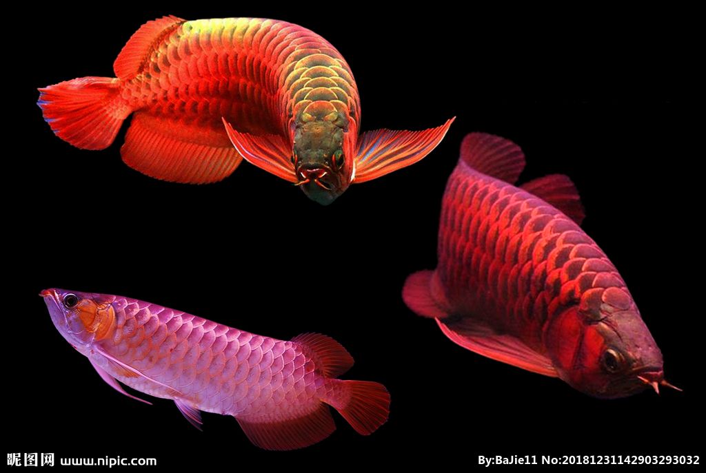 红龙鱼的芯片在哪里可以买到：印尼红龙鱼芯片购买红龙鱼芯片怎么查找红龙鱼的芯片 龙鱼百科 第2张