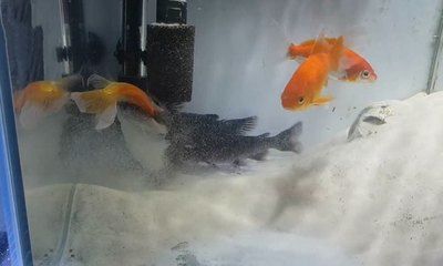 黑鱼 鱼缸 龙鱼怎么养殖：黑鱼养殖技术