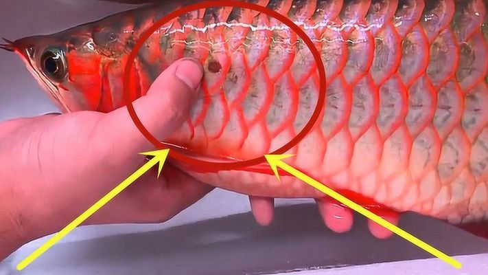 红龙鱼体内有虫怎么祛除视频：关于红龙鱼体内寄生虫的问题