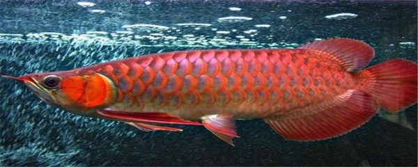 红龙鱼上色用什么灯比较好：养红龙鱼用什么灯好