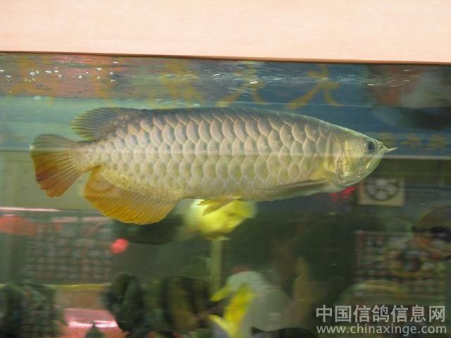 广州金龙鱼：广州金龙鱼(东江大道2号店)
