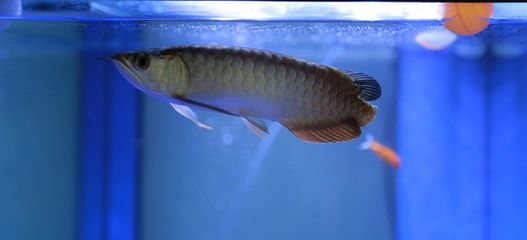 金龙鱼一般长多长的尾巴啊：金龙鱼的尾巴长多大呀,金龙鱼的尾巴长度问答 龙鱼百科 第1张
