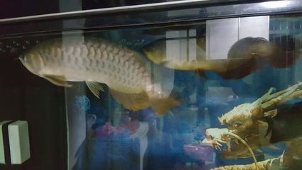金龙鱼一般长多长的尾巴啊：金龙鱼的尾巴长多大呀,金龙鱼的尾巴长度问答 龙鱼百科 第2张